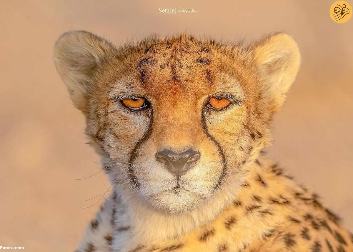 عکس/ پرتره‌های خیره کننده از «کوشکی و دلبر» یوزپلنگ‌های ایرانی