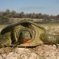 قاچاق لاک‌پشت چینی تهدیدی علیه لاک پشت "فراتی" ایران