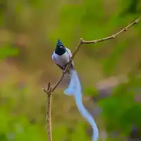 مگس‌گیر بهشتی آسیایی؛ پرنده‌ای خاص با دمی بسیار بلند