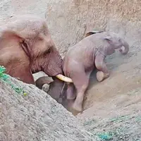 کمک به بچه فیل برای بالا رفتن از صخره شیب‌دار