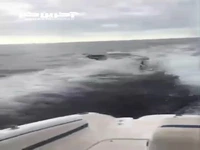 تعقیب پرسرعت قایق کوچک،توسط چند نهنگ قاتل