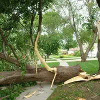 لحظه سقوط درخت بر روی عابر پیاده!