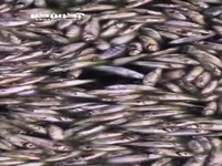 مرگ ماهی‌ها در هورالعظیم خوزستان