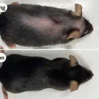 داروی ضد پیری جدید علائم سالمندی در موش‌ها را از بین برد