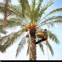 عکس/ برداشت محصول خارک و رطب از نخیلات استان بوشهر