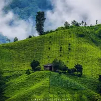 مزارع چای املش در گیلان  
