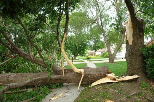 لحظه سقوط درخت بر روی عابر پیاده!
