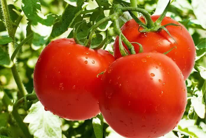 رکوردشکنی کشاورز بیضایی؛ تولید 5250 تن گوجه‌فرنگی