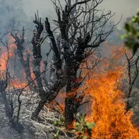 جنگل‌های «شلالدون» باشت در محاصره آتش؛ نیاز فوری به نیروی کمکی