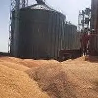 خرید تضمینی ۸۰۰ هزار تن گندم از کشاورزان فارسی