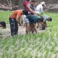 افزایش ۴۰ درصدی سطح زیر کشت برنج در شهرستان سرباز 