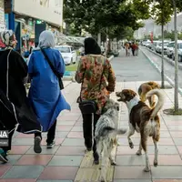 عکس/ جولان سگ های ولگرد در معابر سنندج