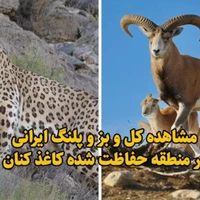 مشاهده کل و بز و پلنگ ایرانی در منطقه حفاظت شده کاغذ کنان