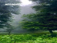 زیبایی خیره کننده جنگل‌های هیرکانی گیلان