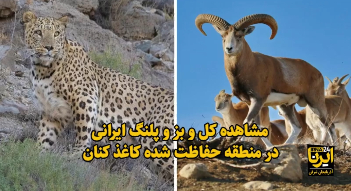 مشاهده کل و بز و پلنگ ایرانی در منطقه حفاظت شده کاغذ کنان