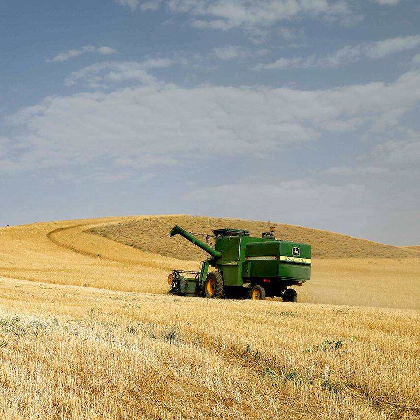 ۵۰۰ هزار تن گندم مازاد بر نیاز کشاورزان در کردستان خریداری شد
