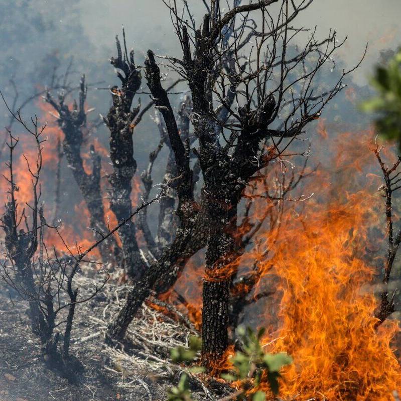 تشکیل پرونده قضایی برای ۲۱ نفر از عاملان آتش‌سوزی جنگل‌های کهگیلویه وبویراحمد