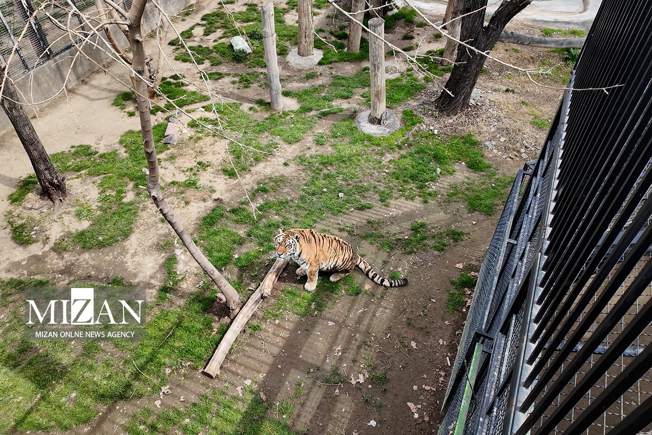 عکس/ خواب ابدی پیرترین ببر سیبری ایران 
