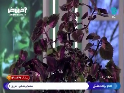 تمام گیاهان رنگی به نور زیادی نیاز دارند