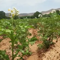 پیش‌بینی برداشت ۱۲۰۰ تن محصول سیب‌زمینی در دامغان