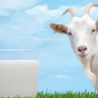 شیر بز بهترین شیر برای سالمندان