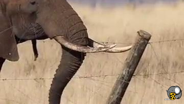 فیل‌های باهوش و عبورِ ایمن از سیم‌خاردارهای برق‌دار