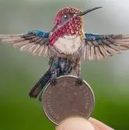گوناگون/ کوچک‌ترین پرنده جهان را بشناسید