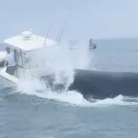 نهنگ غول‌پیکر قایق ماهیگیری را واژگون کرد