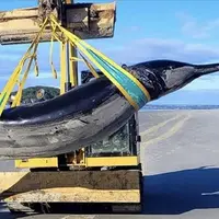 نادرترین و مرموزترین نهنگ جهان، مُرده پیدا شد!