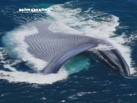 نمایی زیبا از عظمت یک نهنگ را ببینید
