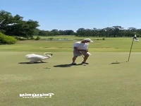 قو از گلف بازی کردن خوشش نمیاد!