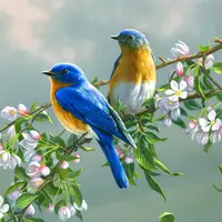 رنگ آمیزی زیبای یک پرنده