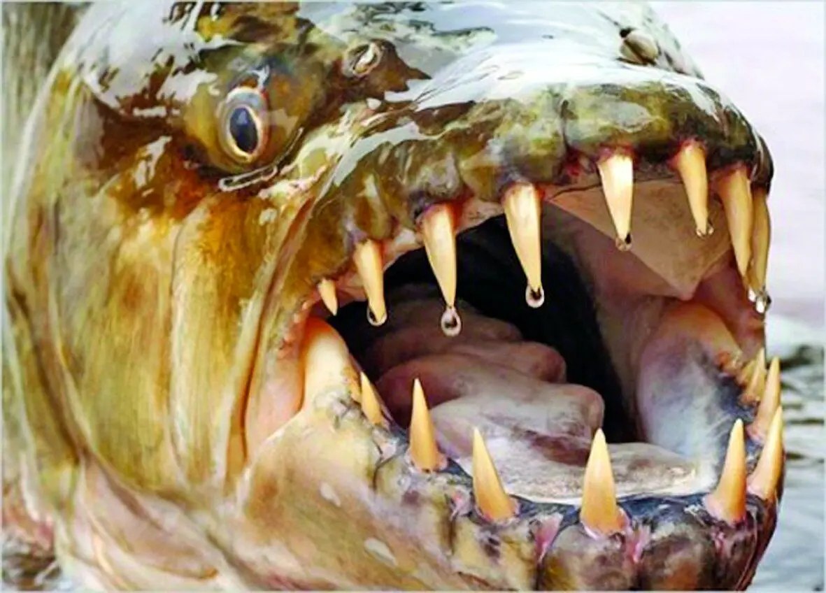 خطرناک ترین ماهی جهان با سرعتی باورنکردنی در شکار