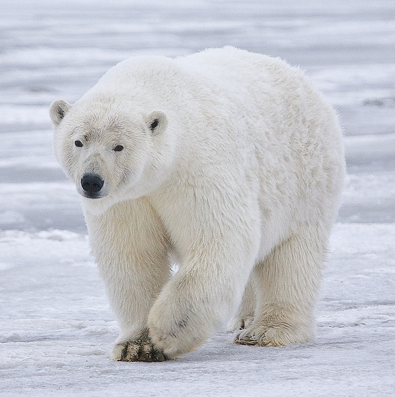 تلاش های یک خرس قطبی برای نفس کشیدن توله اش