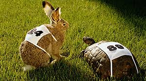 خوبست بدانید لاکپشت‌ در مسابقه واقعی هم خرگوش را بُرد!
