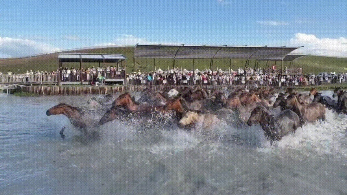 تاخت و تاز اسب‌ها در تالاب جاذبه گردشگری در مغول‌کوره