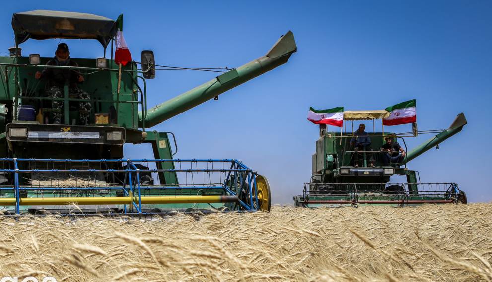 میزان خرید گندم در استان اردبیل به 284 هزار تُن رسید
