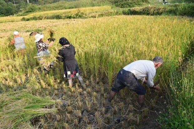 افزایش ۱۰ درصدی تولید برنج در مازندران