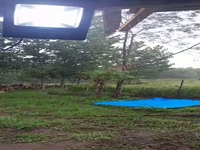 بارش شدید باران در صومعه‌سرا