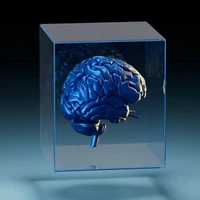 عملکرد کنترل موس در مغز