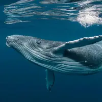 عظمت نهنگ در اقیانوس