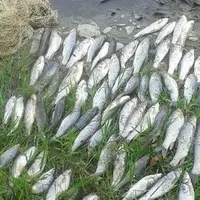 کشف ۱۹۰ قطعه ماهی کپور از متخلفان در رودخانه بازفت