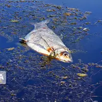 کمبود اکسیژن علت مرگ و میر محدود ماهیان در تالاب انزلی