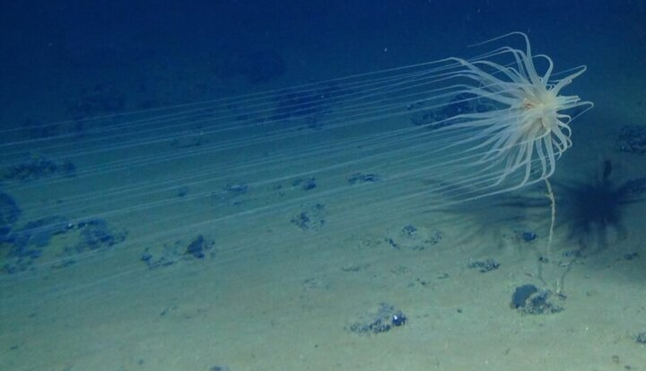 کشفی که دانشمندان را حیرت‌زده کرد/ در عمق 4000 متری اقیانوس، اکسیژن تولید می‌شود!