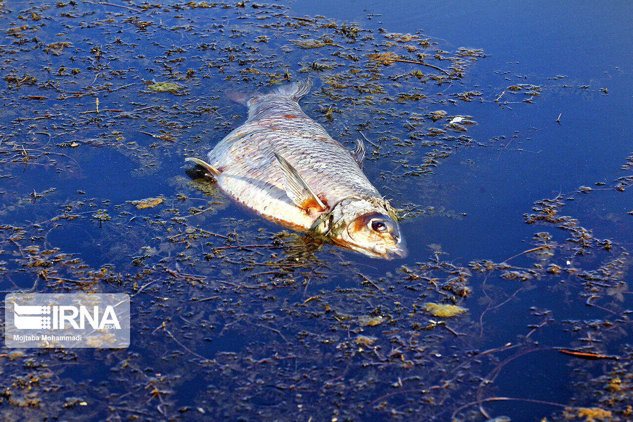 کمبود اکسیژن، علت مرگ‌ومیر محدود ماهیان در تالاب انزلی