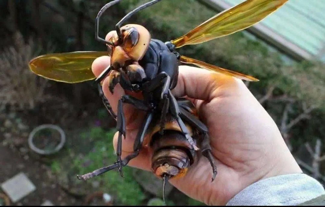 هر آنچه باید درباره مرگبارترین زنبور جهان بدانید 