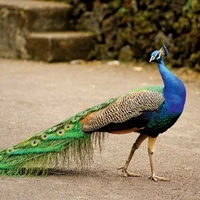 ویدیو دیدنی از طاووس زیبا و رقص پر هایش 