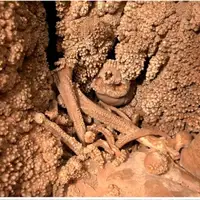 4 گوشه دنیا/ انسان منقرض‌شده‌ای که «150 هزار سال قبل» در یک غار به دام افتاد