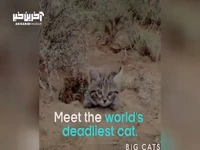 گربه پاسیاه، کشنده‌ترین و خطرناک‌ترین گربه وحشی جهان!
