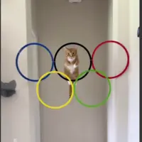 پرش گربه از حلقه های المپیک!
